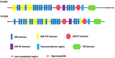 Cloning and Characterization of Two Toll Receptors (PcToll5 and PcToll6) in Response to White Spot Syndrome Virus in the Red Swamp Crayfish Procambarus clarkii